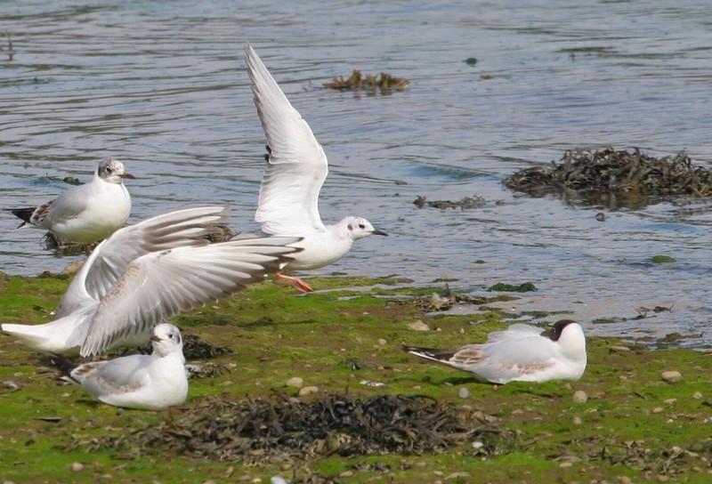 Bonaparte's Gull