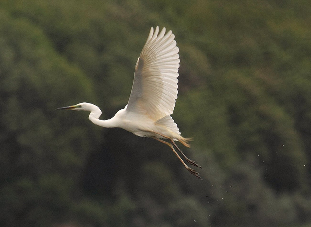 Great White Egret