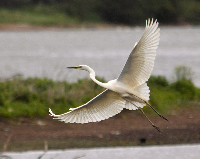 Great White Egret