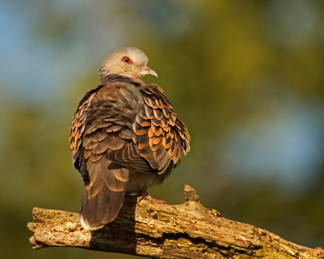Turtle Dove
