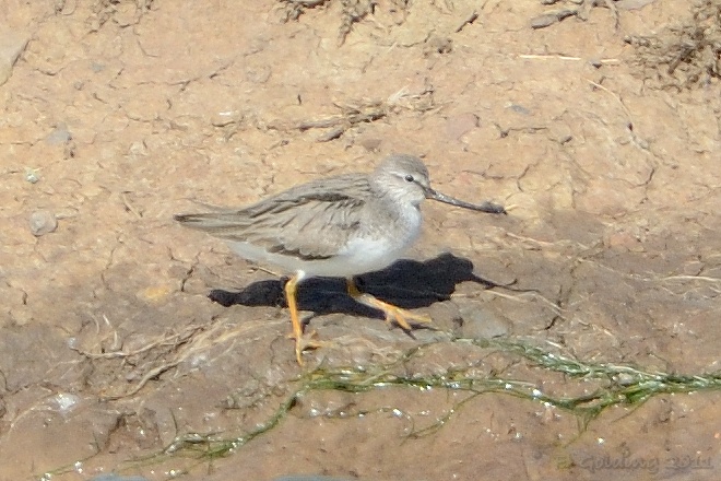 Terek Sandpiper