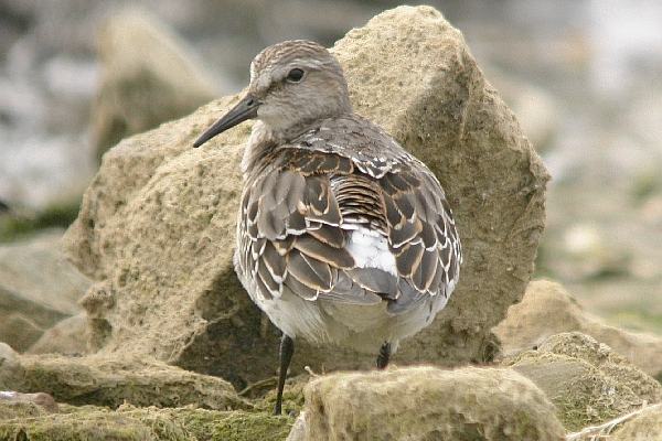 White-rumped Sandpiper