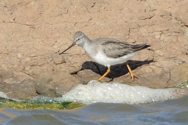 Terek Sandpiper