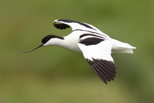 Avocet