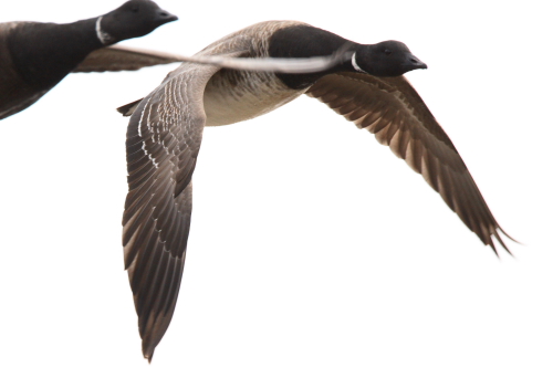 Brent Goose