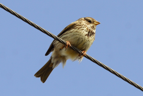 Corn Bunting