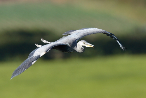 Grey Heron