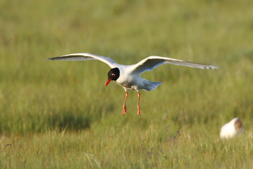Mediterranean Gull