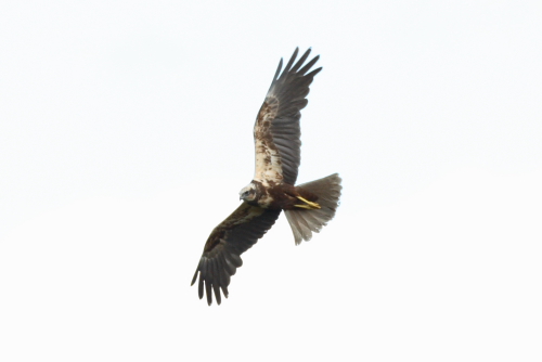 Marsh Harrier