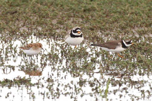 Little Stint