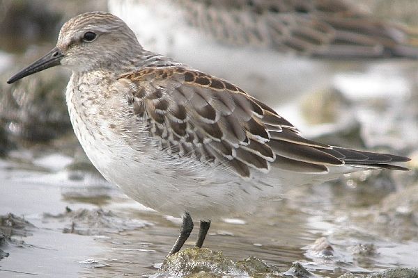 White-rumped Sandpiper