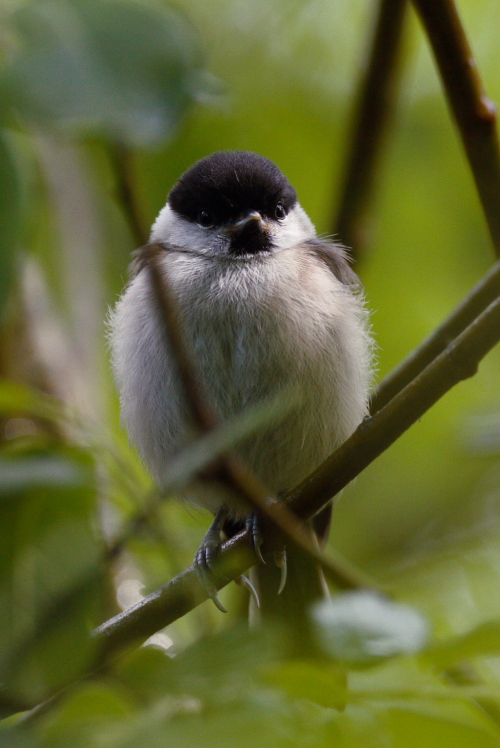 Marsh Tit