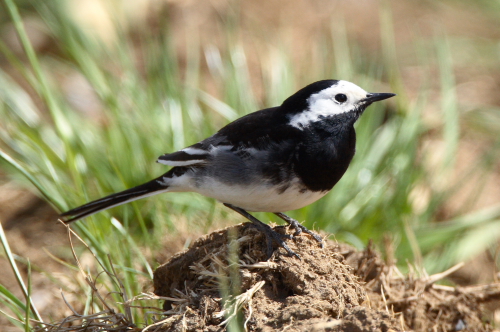 Pied Wagtail