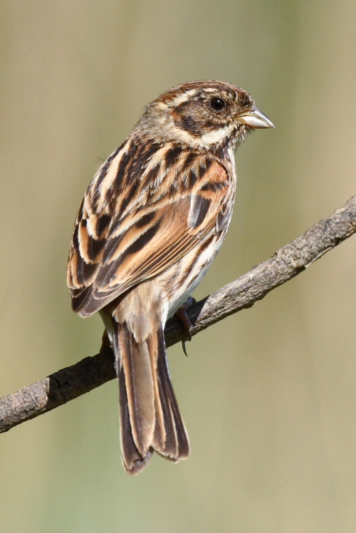 Reed Bunting