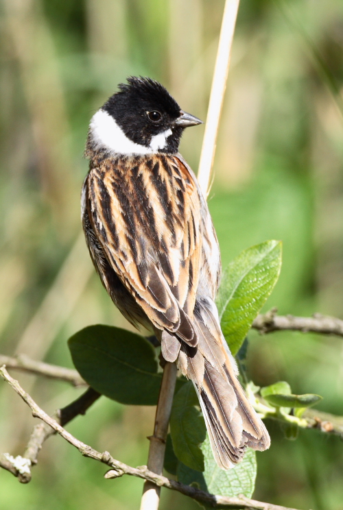Reed Bunting