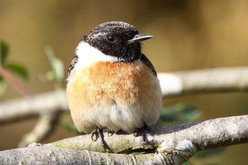 Stonechat