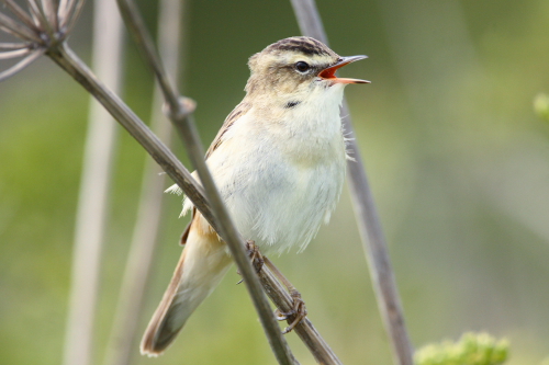 Sedge Warbler