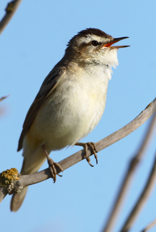 Sedge Warbler