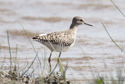 Wood Sandpiper