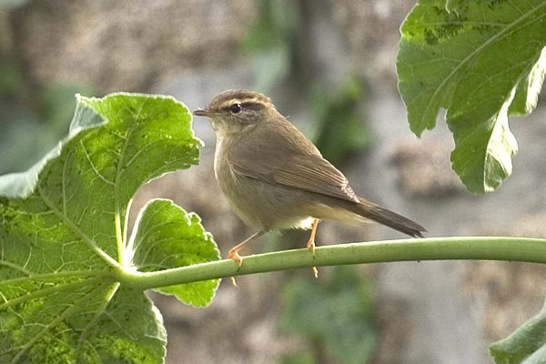 Radde's Warbler