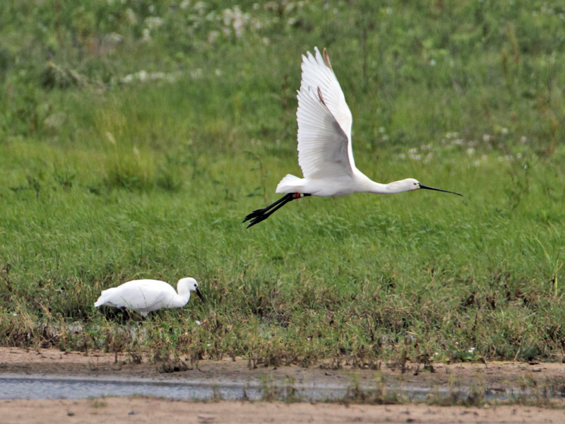 Spoonbill