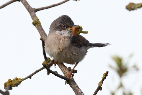 Whitethroat
