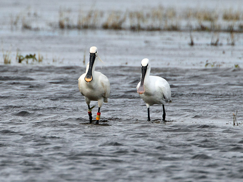 Spoonbill