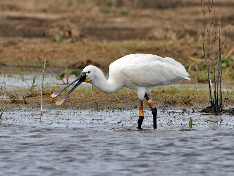 Spoonbill