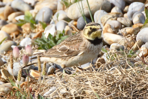Shorelark