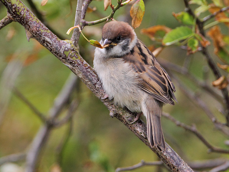 Tree Sparrow