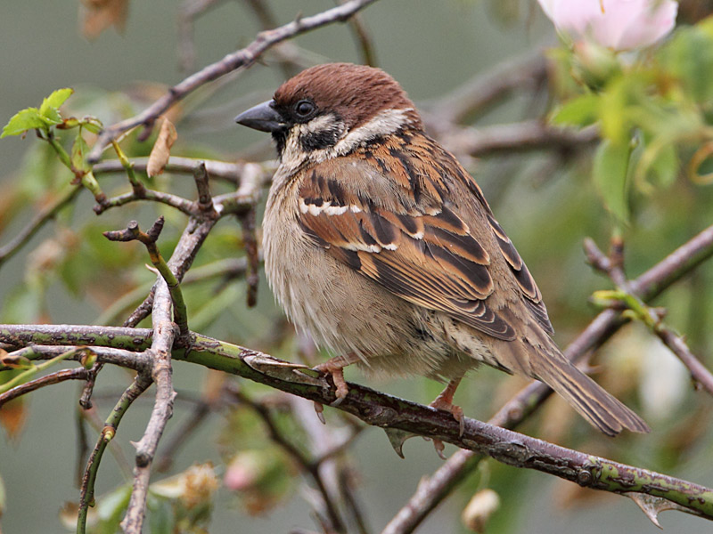 Tree Sparrow