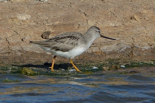 Terek SAndpiper