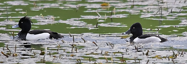 Ring-necked Duck