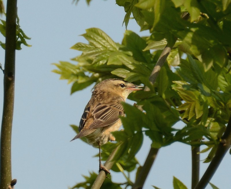 Sedge Warbler
