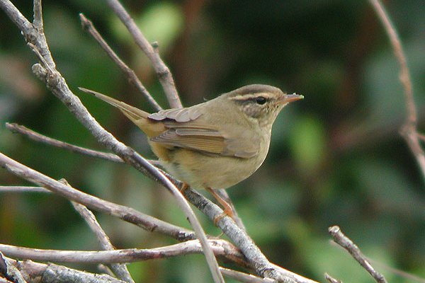 Radde's Warbler