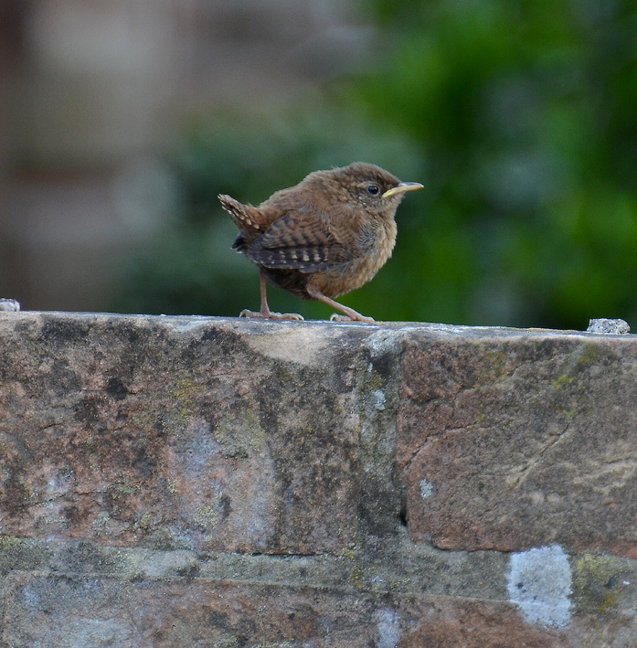 Wren