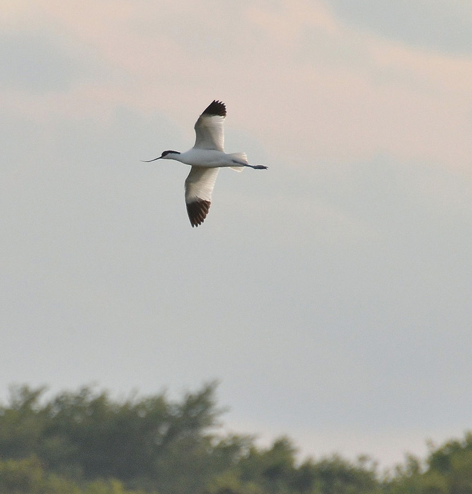 Avocet