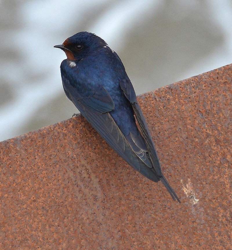 Swallow