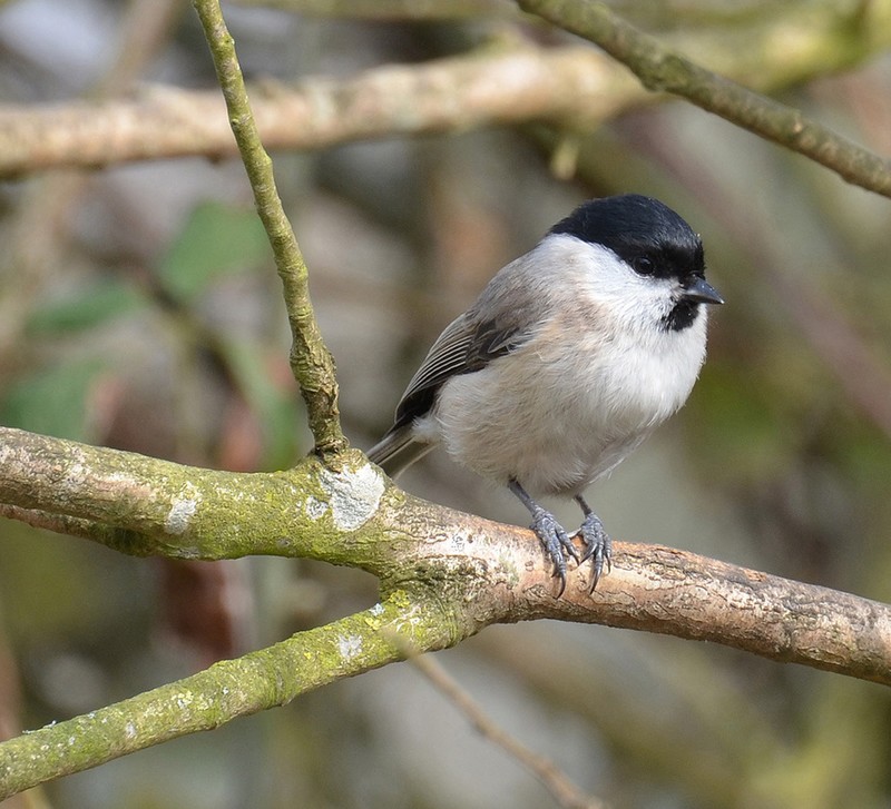 Marsh Tit