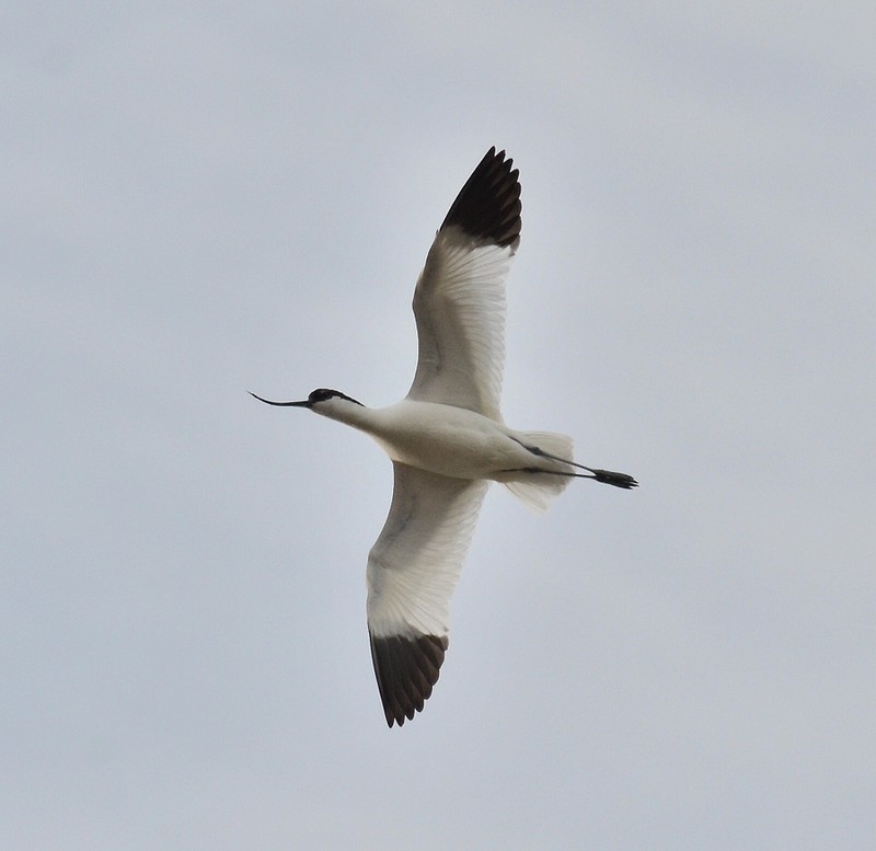 Avocet