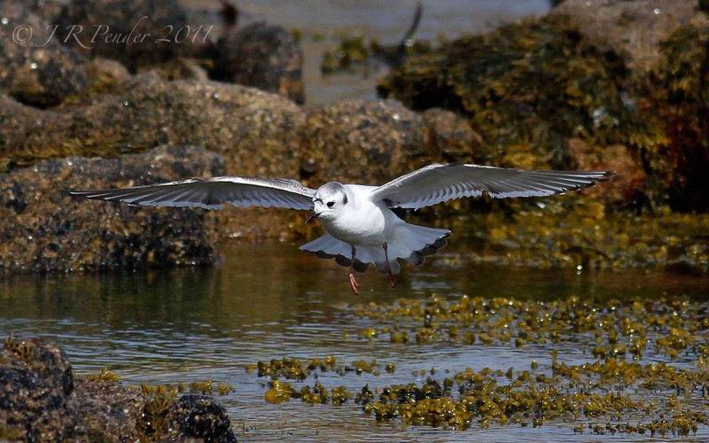 Little Gull