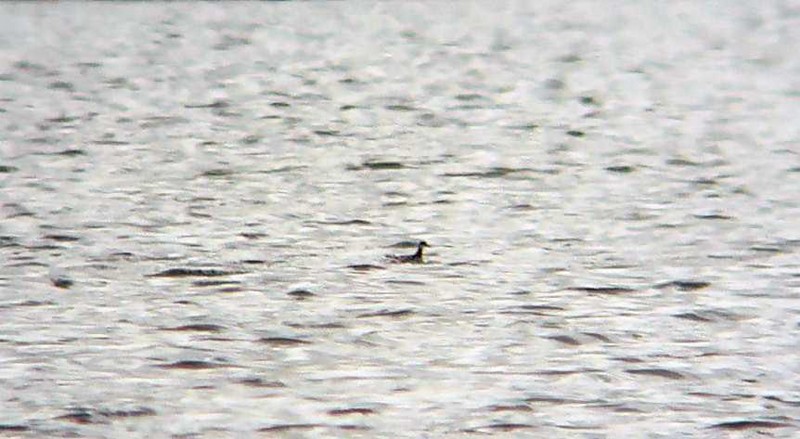 Red-necked Phalarope
