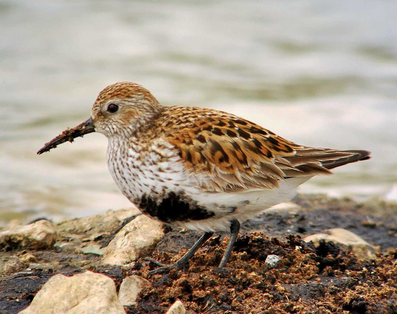 Dunlin