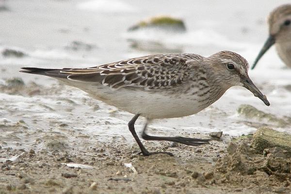 White-rumped Sandpiper