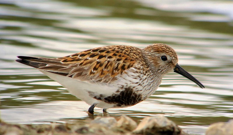 Dunlin