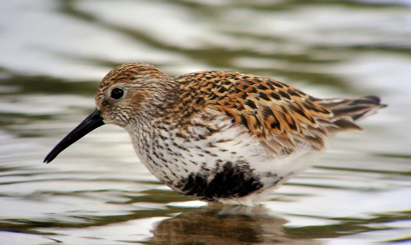 Dunlin