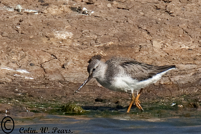 Terek Sandpiper
