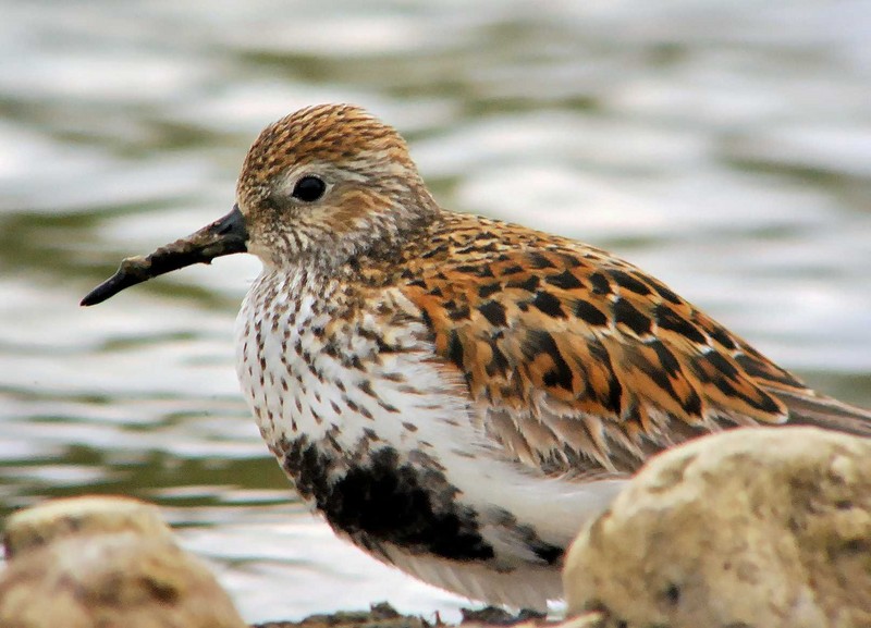 Dunlin