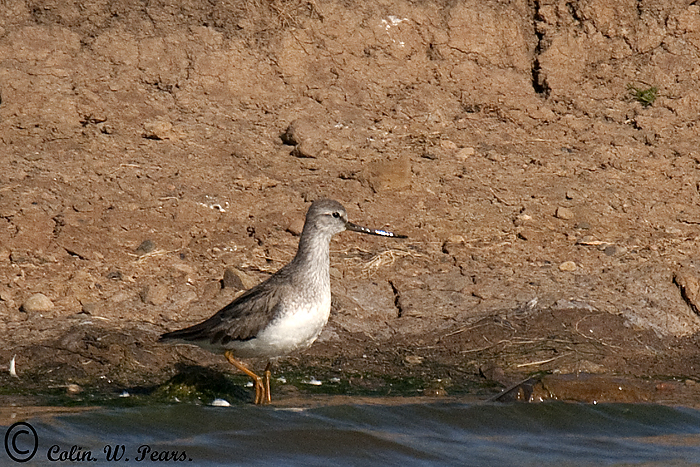 Terek Sandpiper