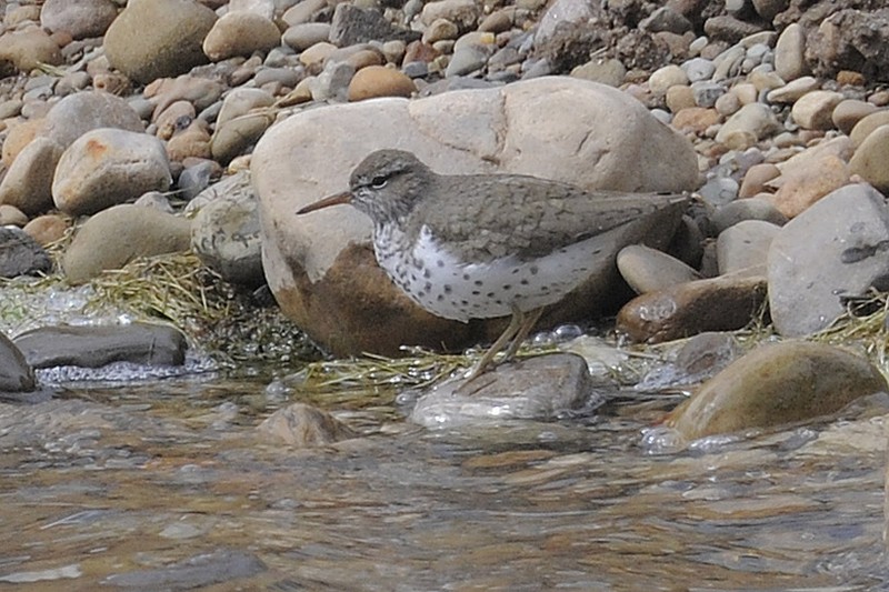 Spotted Sandpiper